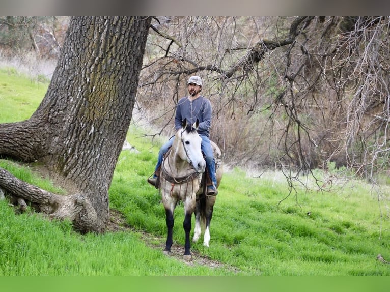 American Quarter Horse Wallach 8 Jahre 152 cm Schimmel in Paicines CA