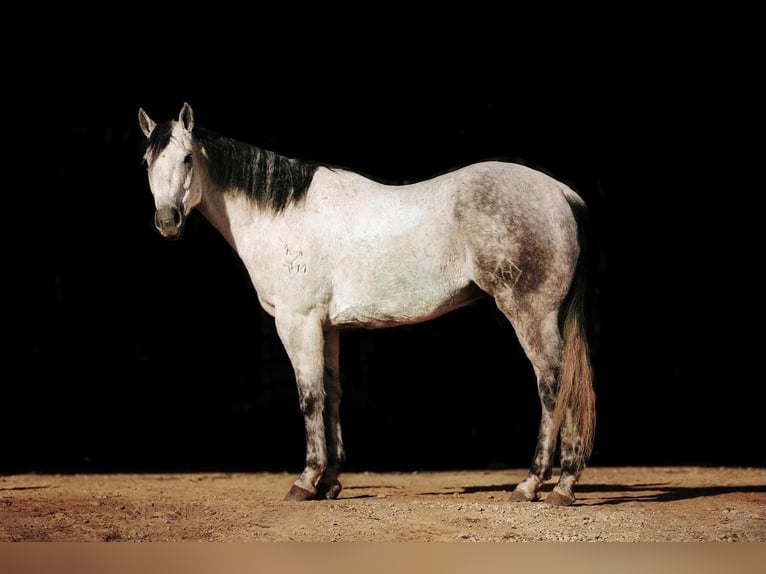 American Quarter Horse Wallach 8 Jahre 152 cm Schimmel in Lyles