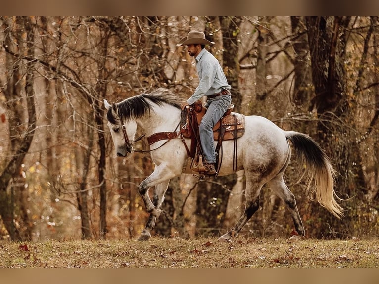 American Quarter Horse Wallach 8 Jahre 152 cm Schimmel in Lyles