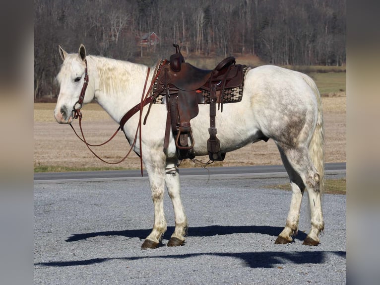 American Quarter Horse Wallach 8 Jahre 152 cm Schimmel in Rebersburg