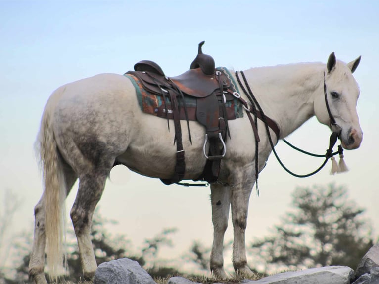 American Quarter Horse Wallach 8 Jahre 152 cm Schimmel in Rebersburg