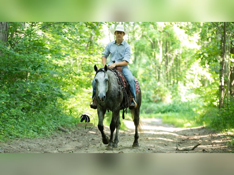 American Quarter Horse Wallach 8 Jahre 152 cm Schimmel in Fredericksburg