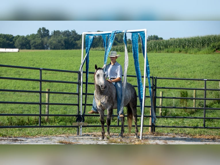 American Quarter Horse Wallach 8 Jahre 152 cm Schimmel in Fredericksburg
