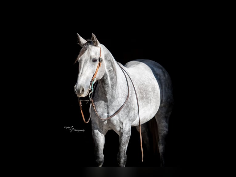 American Quarter Horse Wallach 8 Jahre 152 cm Schimmel in Hastings American Quarter Horse Wallach 8 Jahre 152 cm Schimmel in Hastings