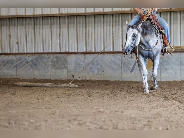 American Quarter Horse Wallach 8 Jahre 152 cm Schimmel in Sedalia