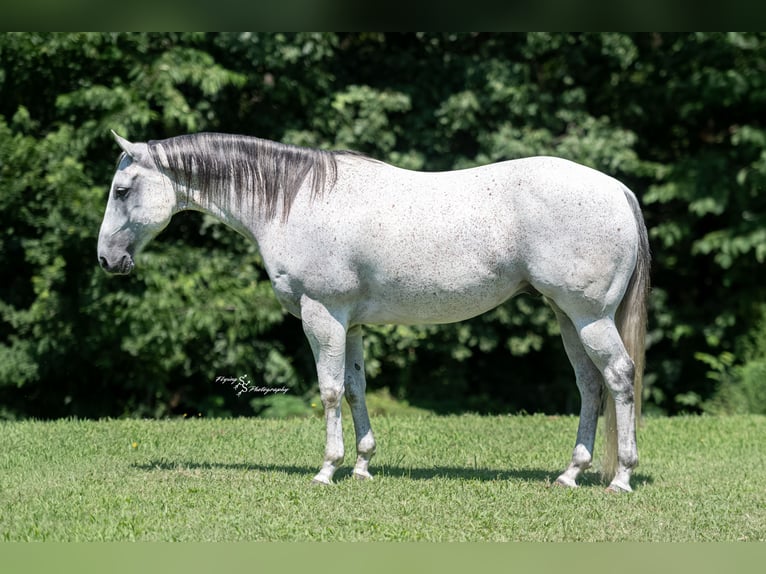 American Quarter Horse Wallach 8 Jahre 152 cm Schimmel in Sedalia