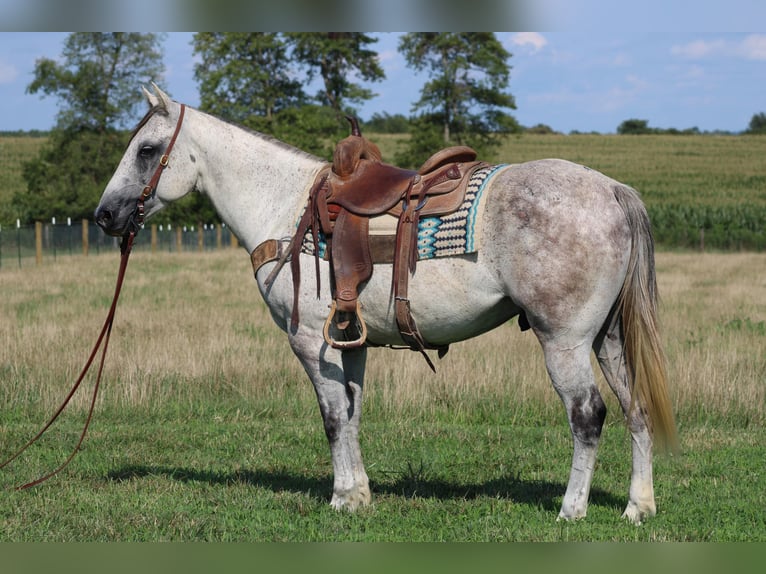 American Quarter Horse Wallach 8 Jahre 152 cm Schimmel in Sonora Ky