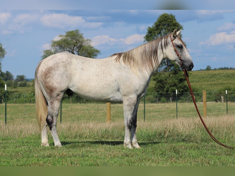 American Quarter Horse Wallach 8 Jahre 152 cm Schimmel in Sonora Ky