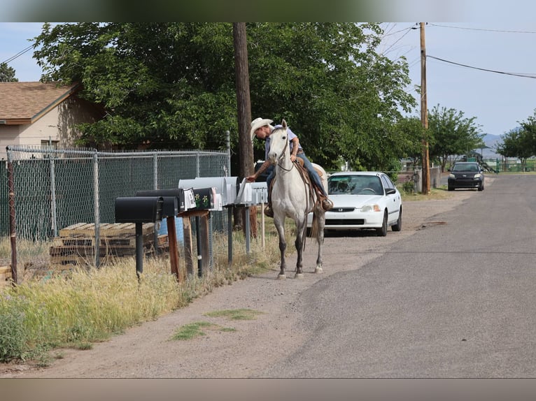 American Quarter Horse Wallach 8 Jahre 152 cm Schimmel in Camp Verde AZ