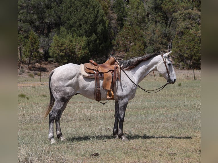 American Quarter Horse Wallach 8 Jahre 152 cm Schimmel in Camp Verde AZ