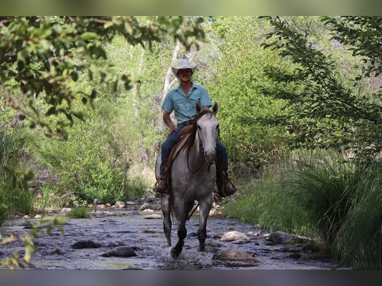 American Quarter Horse Wallach 8 Jahre 152 cm Schimmel in Camp Verde AZ
