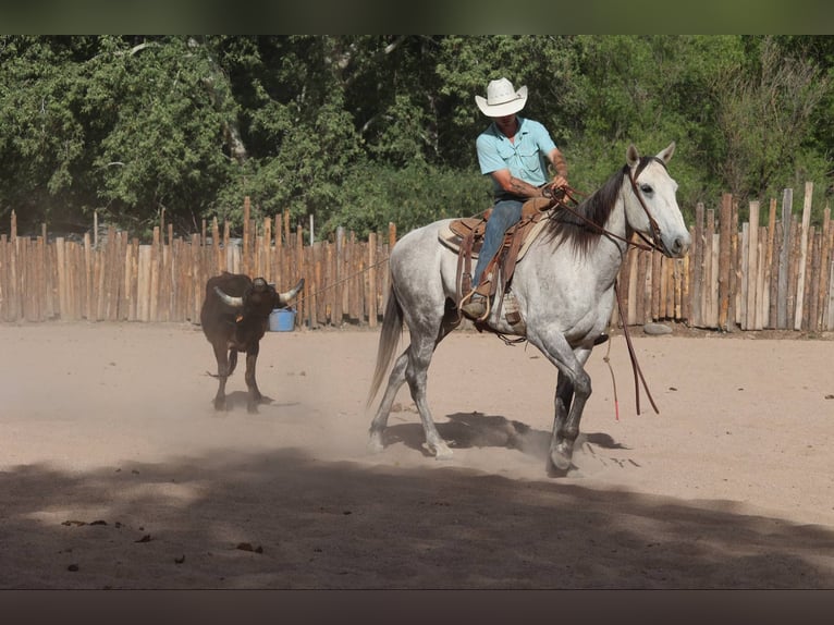 American Quarter Horse Wallach 8 Jahre 152 cm Schimmel in Camp Verde AZ