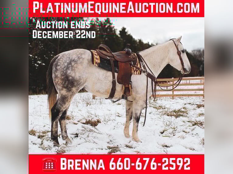 American Quarter Horse Wallach 8 Jahre 152 cm Schimmel in fulton MO