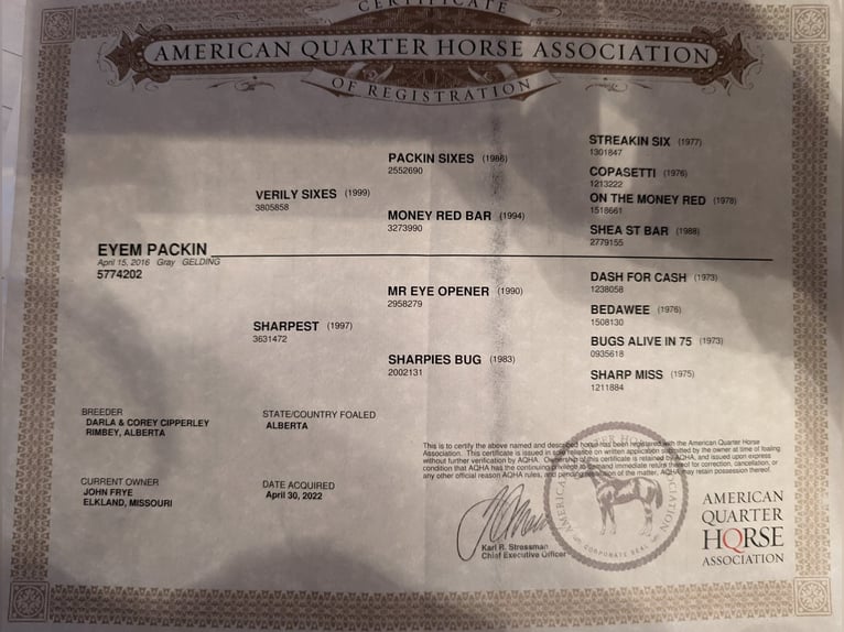 American Quarter Horse Wallach 8 Jahre 152 cm Schimmel in Winchester, OH