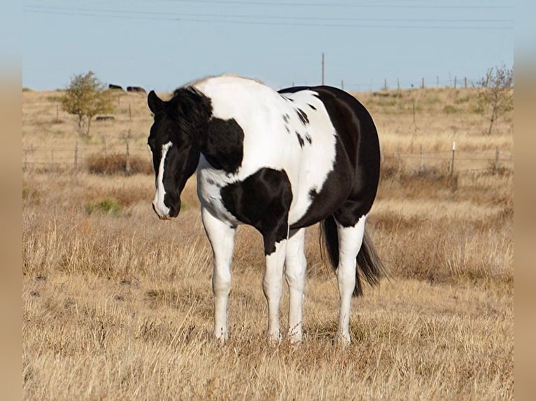 American Quarter Horse Wallach 8 Jahre 152 cm Tobiano-alle-Farben in Amarillo TX