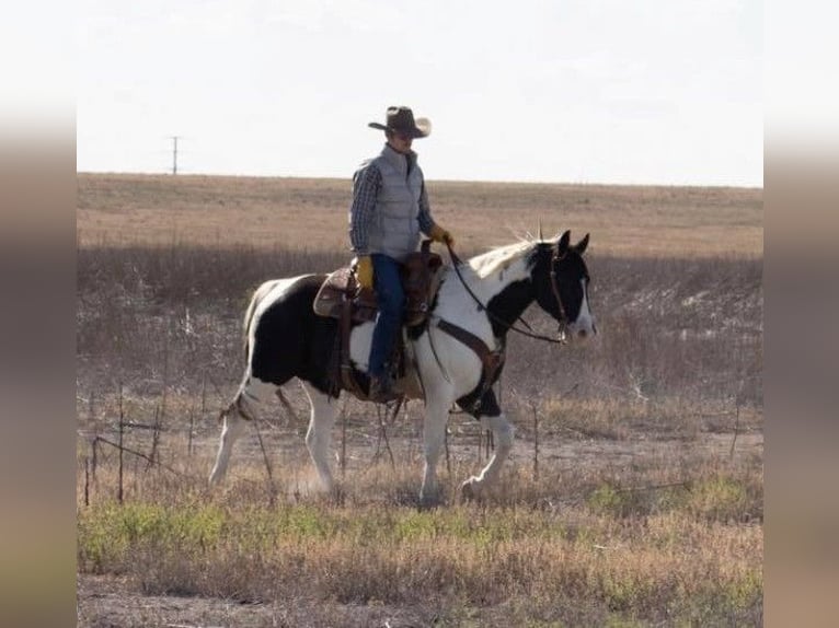 American Quarter Horse Wallach 8 Jahre 152 cm Tobiano-alle-Farben in Amarillo TX