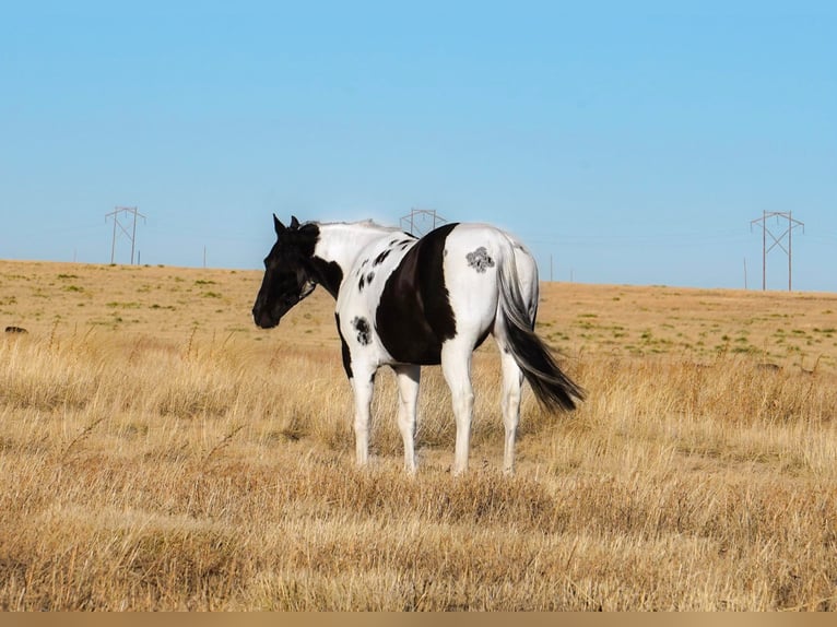 American Quarter Horse Wallach 8 Jahre 152 cm Tobiano-alle-Farben in Amarillo TX