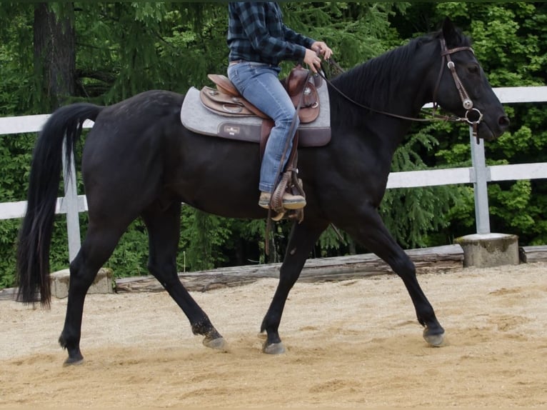 American Quarter Horse Wallach 8 Jahre 153 cm Rappe in Neureichenau