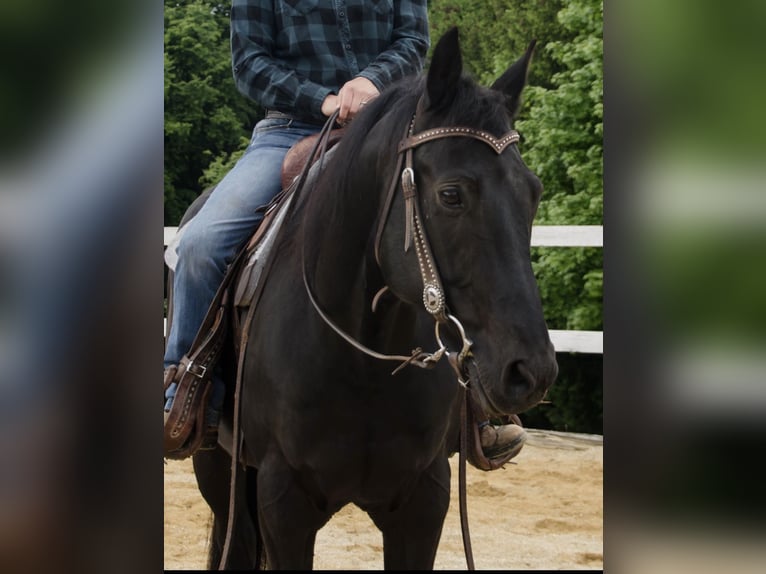 American Quarter Horse Wallach 8 Jahre 153 cm Rappe in Neureichenau