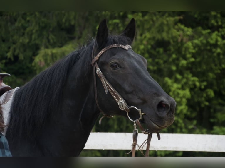 American Quarter Horse Wallach 8 Jahre 153 cm Rappe in Neureichenau