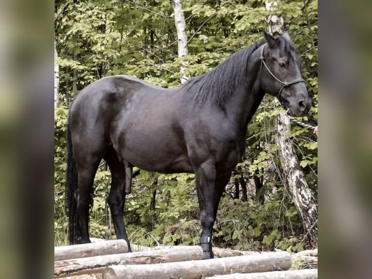 American Quarter Horse Wallach 8 Jahre 153 cm Rappe in Neureichenau
