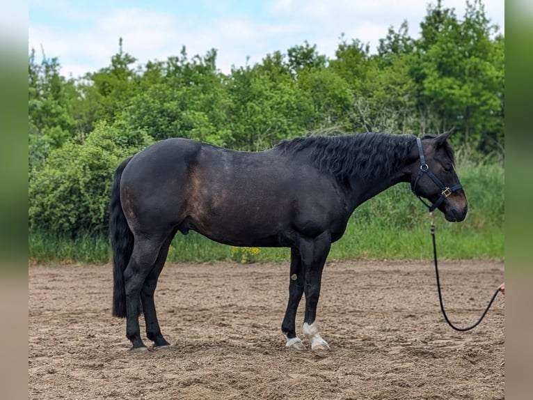 American Quarter Horse Wallach 8 Jahre 153 cm Schwarzbrauner in B&#xFC;ttelborn