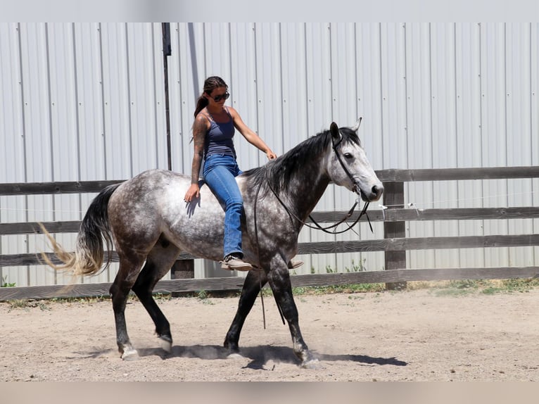 American Quarter Horse Wallach 8 Jahre 155 cm Apfelschimmel in Pleasant Grove CA