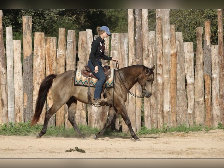 American Quarter Horse Wallach 8 Jahre 155 cm Buckskin in Athens