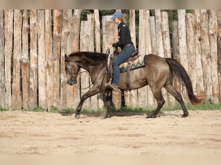 American Quarter Horse Wallach 8 Jahre 155 cm Buckskin in Athens