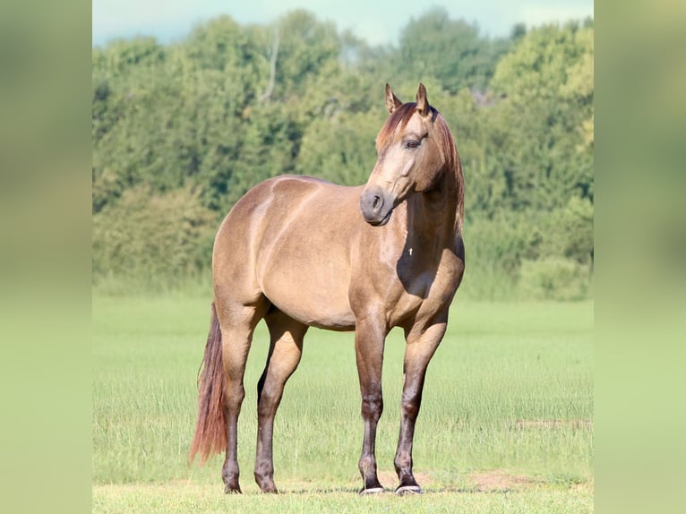 American Quarter Horse Wallach 8 Jahre 155 cm Buckskin in Athens