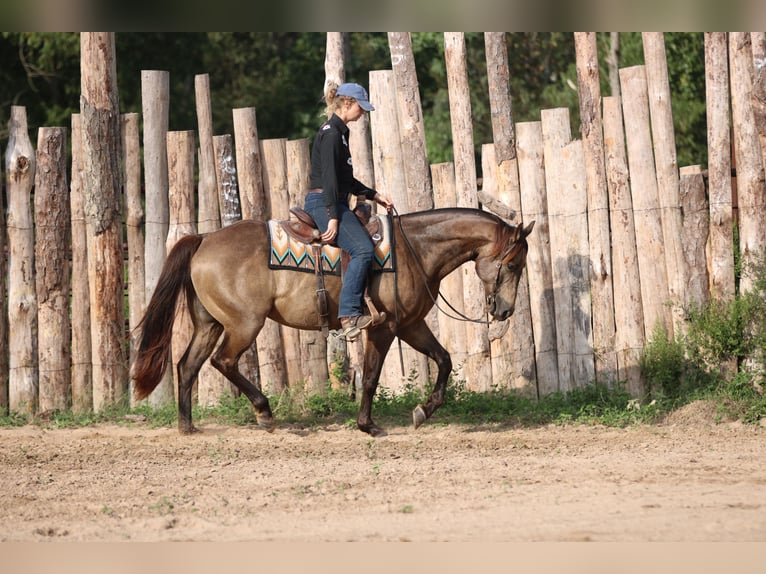 American Quarter Horse Wallach 8 Jahre 155 cm Buckskin in Athens