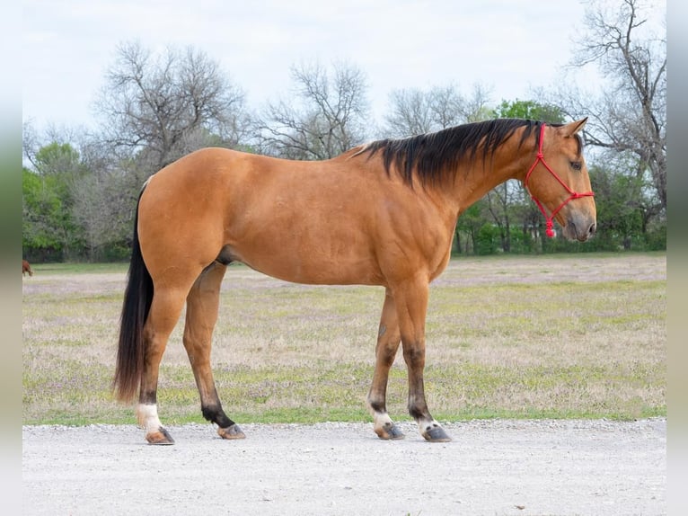 American Quarter Horse Wallach 8 Jahre 155 cm Buckskin in Weatherford, TX