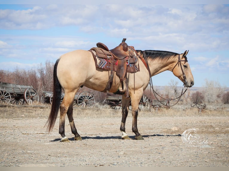 American Quarter Horse Wallach 8 Jahre 155 cm Buckskin in Cody