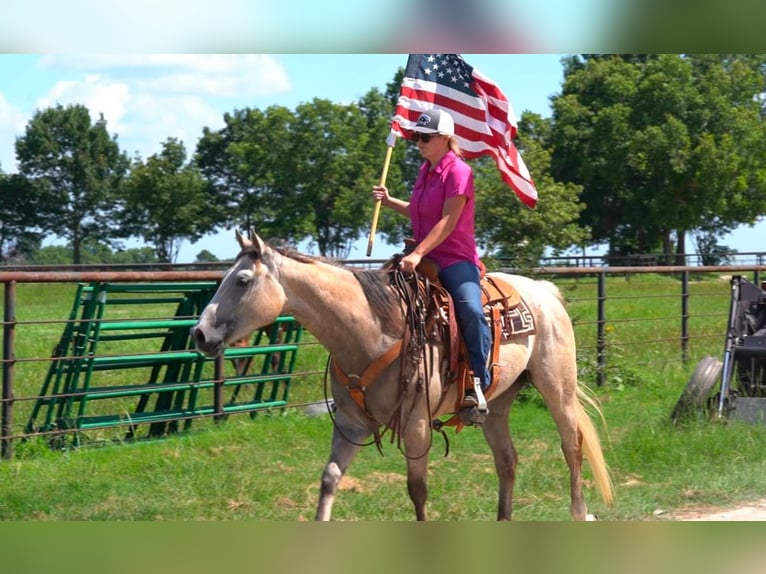 American Quarter Horse Wallach 8 Jahre 155 cm Buckskin in Post Oak Bend City Tx