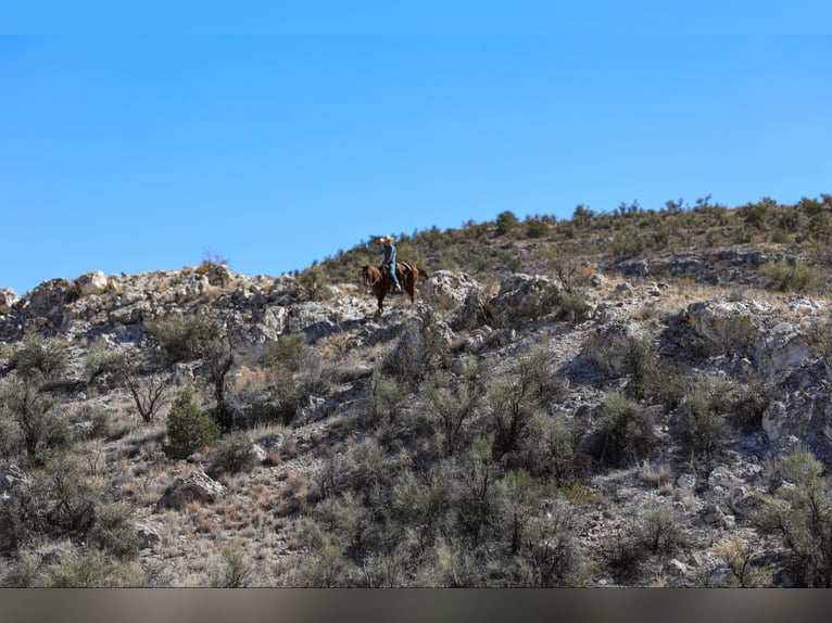 American Quarter Horse Wallach 8 Jahre 155 cm Dunkelfuchs in Camp Verde AZ