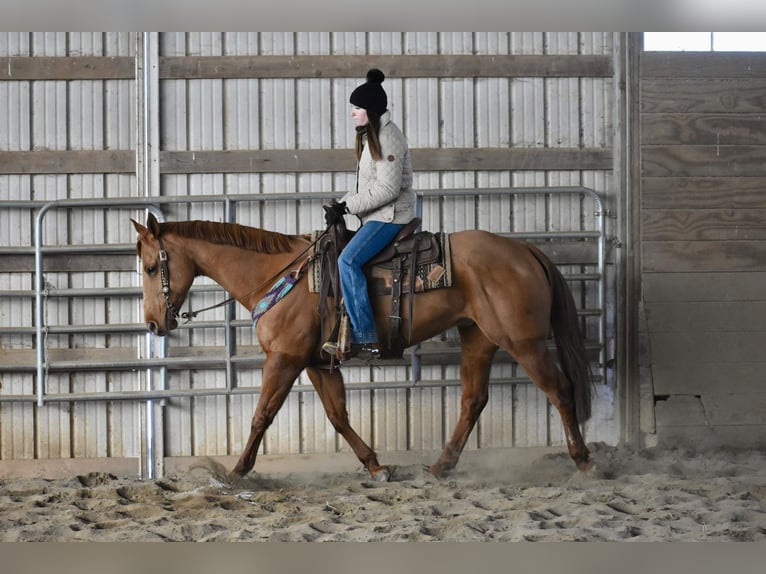 American Quarter Horse Wallach 8 Jahre 155 cm Dunkelfuchs in Jersey Shore PA