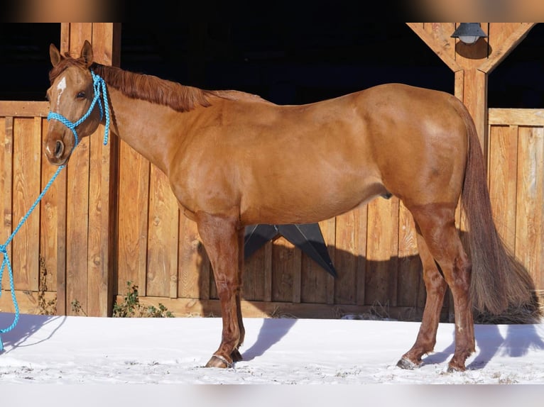 American Quarter Horse Wallach 8 Jahre 155 cm Dunkelfuchs in Jersey Shore PA