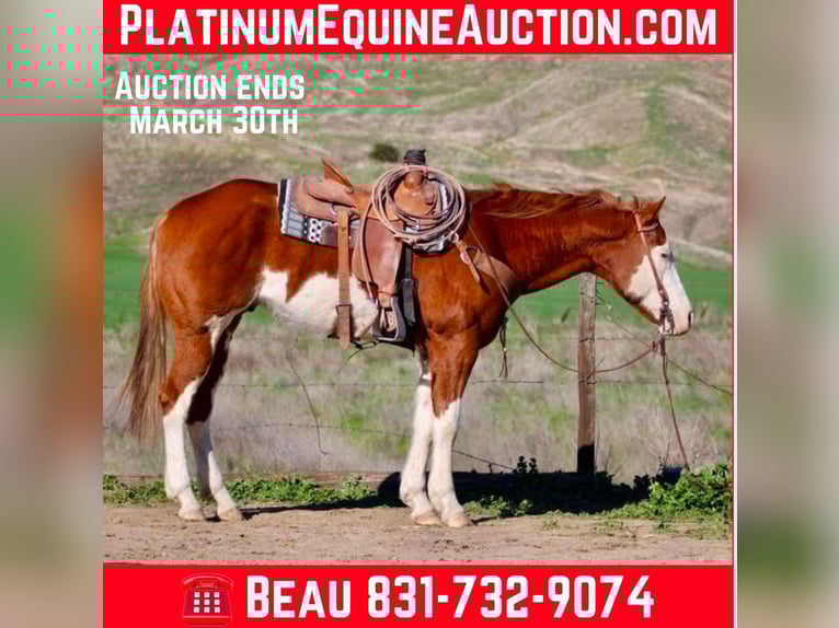 American Quarter Horse Wallach 8 Jahre 155 cm Dunkelfuchs in King City CA