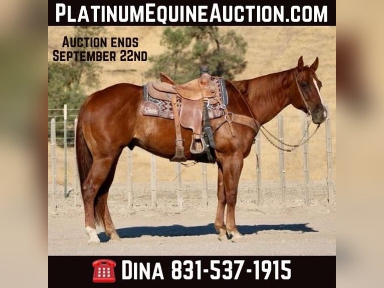 American Quarter Horse Wallach 8 Jahre 155 cm Dunkelfuchs in Paicines CA