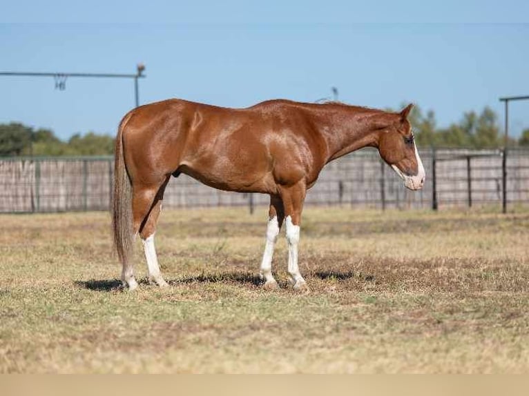 American Quarter Horse Wallach 8 Jahre 155 cm Dunkelfuchs in Weatherford TX