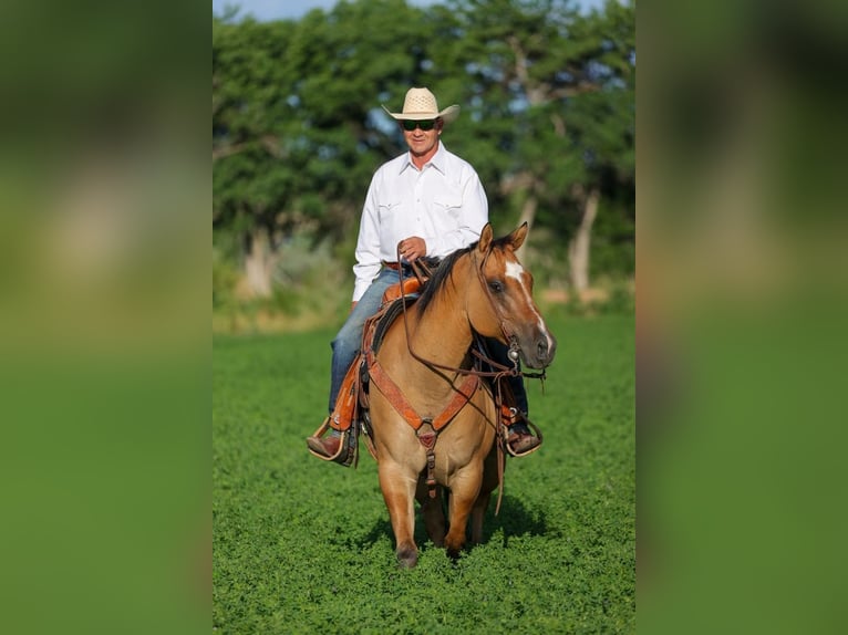 American Quarter Horse Mix Wallach 8 Jahre 155 cm Falbe in Belen, MN