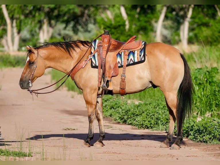 American Quarter Horse Mix Wallach 8 Jahre 155 cm Falbe in Belen, MN