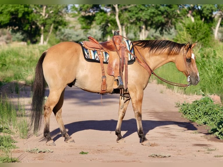 American Quarter Horse Mix Wallach 8 Jahre 155 cm Falbe in Belen, MN