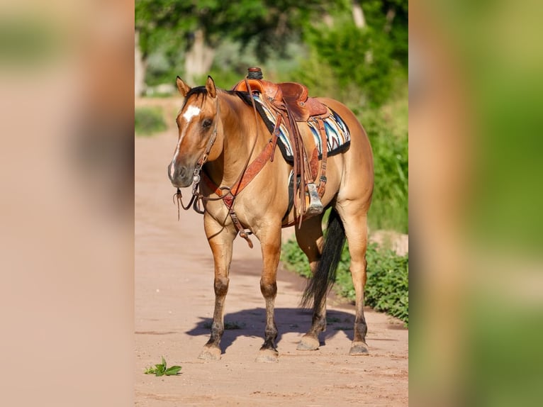 American Quarter Horse Mix Wallach 8 Jahre 155 cm Falbe in Belen, MN