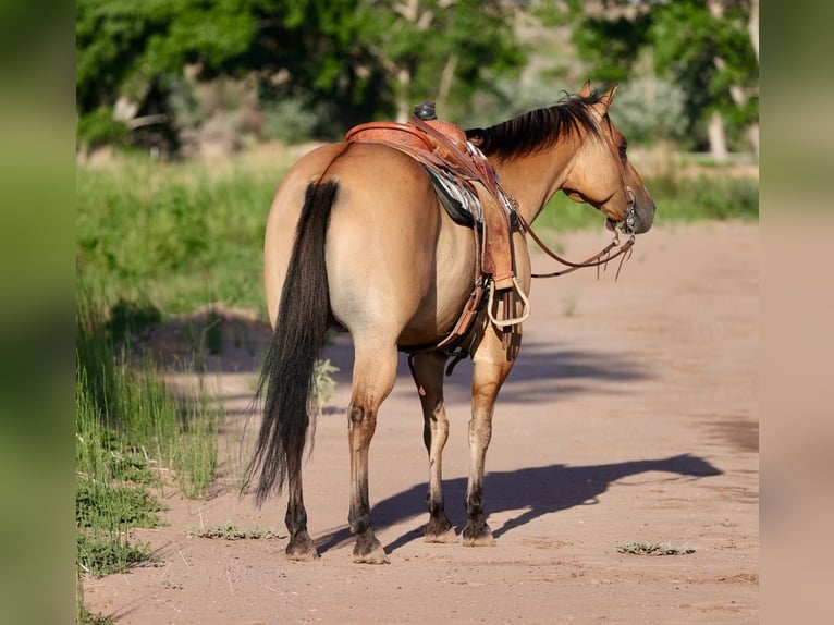 American Quarter Horse Mix Wallach 8 Jahre 155 cm Falbe in Belen, MN