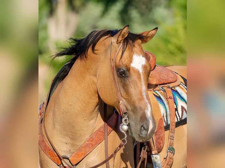 American Quarter Horse Mix Wallach 8 Jahre 155 cm Falbe in Belen, MN