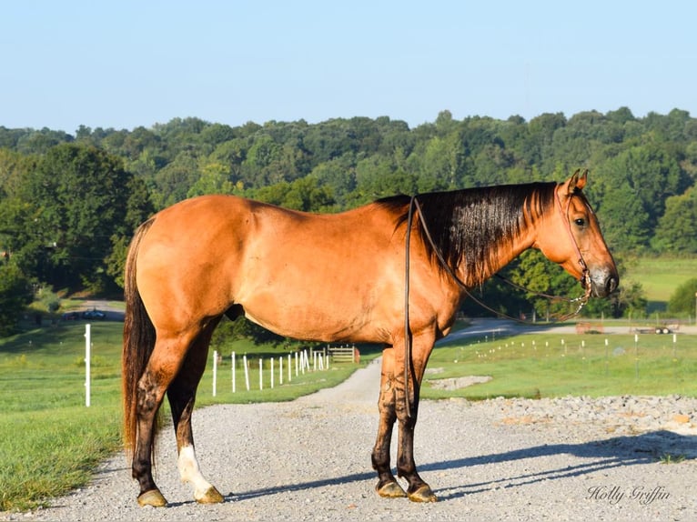 American Quarter Horse Wallach 8 Jahre 155 cm Falbe in Greenville KY