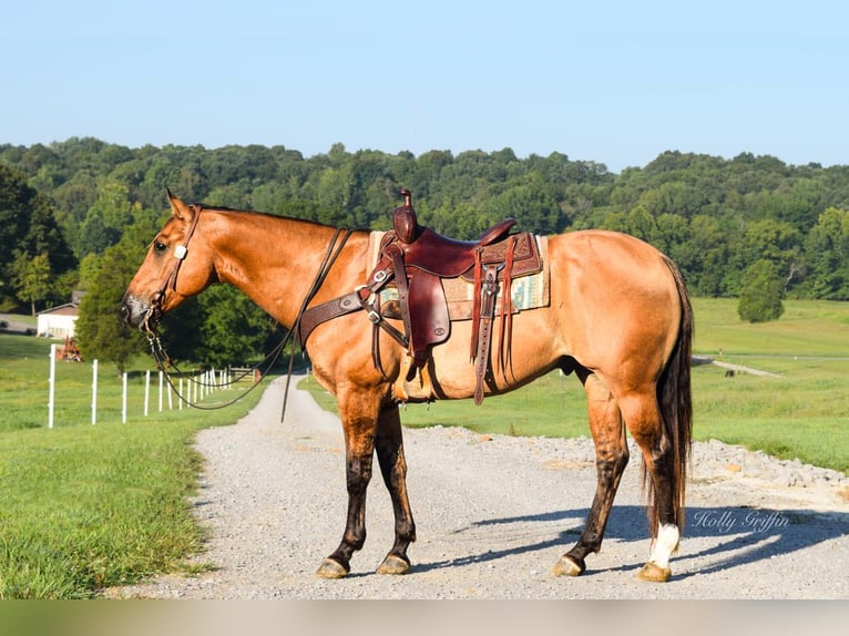 American Quarter Horse Wallach 8 Jahre 155 cm Falbe in Greenville KY
