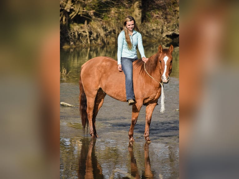 American Quarter Horse Wallach 8 Jahre 155 cm Falbe in Ewing KY