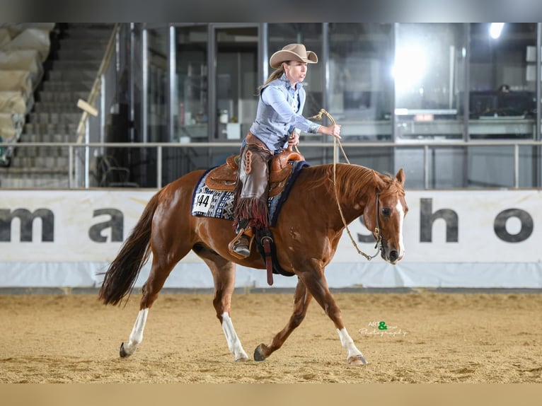 American Quarter Horse Wallach 8 Jahre 155 cm Fuchs in Parkstein